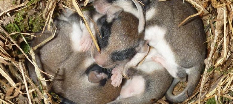Garden Dormouse (Eliomys quercinus). Young sleeping in nest box in Savelsbos (Photo: Rian Pulles).