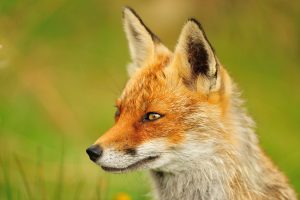 Fox (Vulpes vulpes) (Photo: Yves Adams / Vilda)