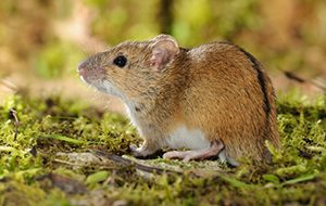 Striped field mouse (Apodemus agrarius) (Photo: Rollin Verlinde / Vilda)