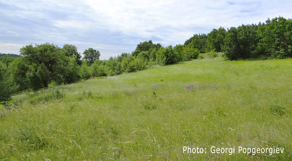 Habitat of Mouse-tailed dormouse (Myomimus roachi) in Bulgaria (Photo: Georgi Popgeorgiev).