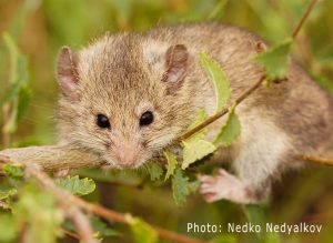 Mouse-tailed dormouse (Myomimus roachi) in Bulgaria (Photo: Nedko Nedyalkov)