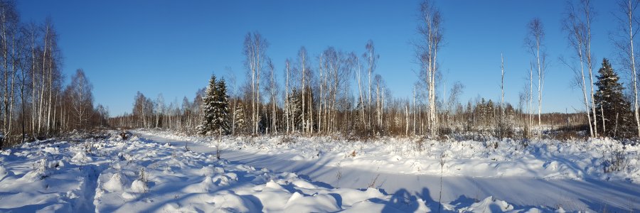 Naliboki forest - Belarus (Photo: Wild Naliboki / www.naliboki.org)