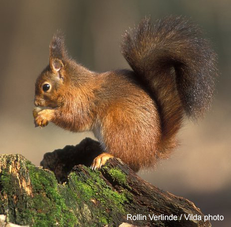 Red squirrel (Sciurus vulgaris) (Rollin Verlinde / Vilda)