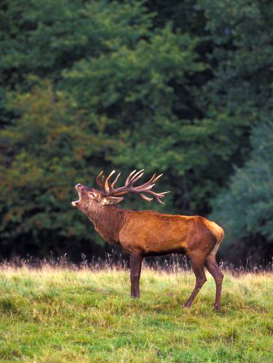 Male Red deer (Cervus elaphus) (Photo: Rollin Verlinde / Vilda)