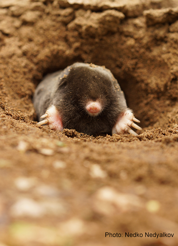 New mole species described – Discover the mammals of Europe