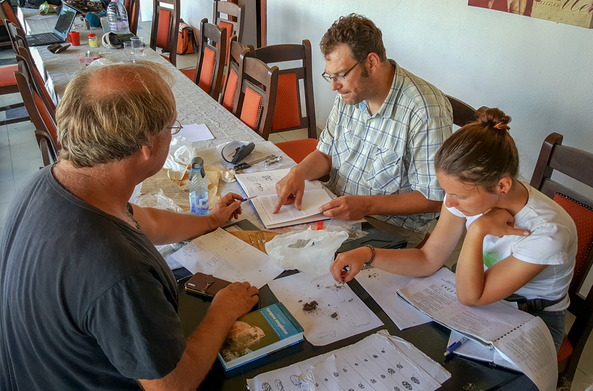 Identifying small mammal remains in owl pellets, Danube delta, Romania (Photo: Dennis Wansink)