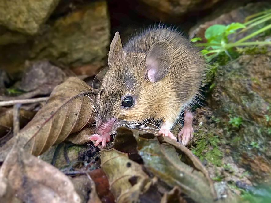 Small mammal survey in Macedonia – Discover the mammals of Europe