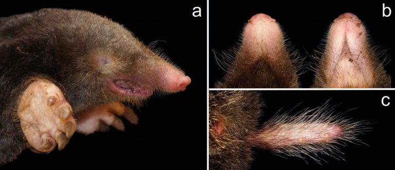 New mole species described – Discover the mammals of Europe