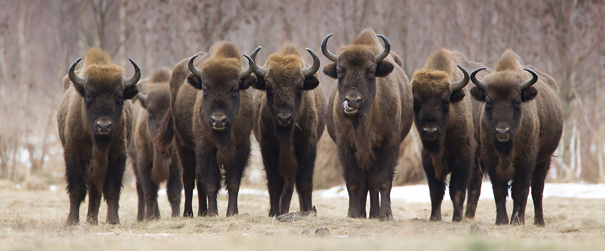 European bison (Bison bonasus) (Photo: Zubry)