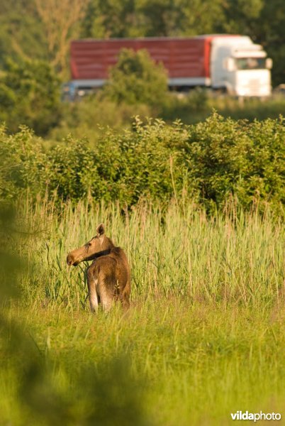 Moose (Alces alces ) and truck (Photo: Lars Soerink / Vilda)