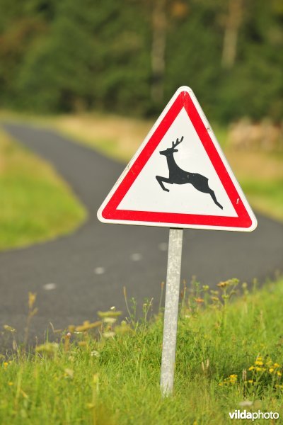 Beware of crossing wildlife (Photo: Yves Adams / Vilda)