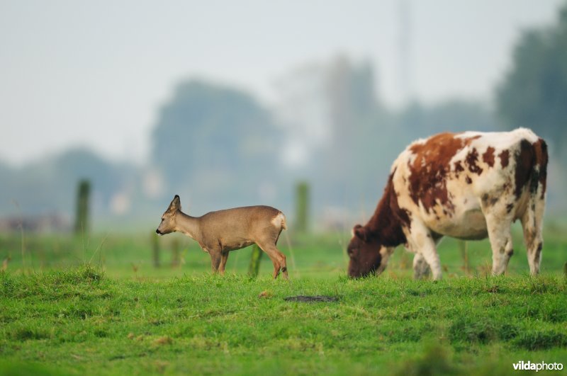 Roe deer with cow (Photo: Yves Adams / Vilda)