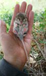 30 Mouse Tailed Dormice Discover The Mammals Of Europe