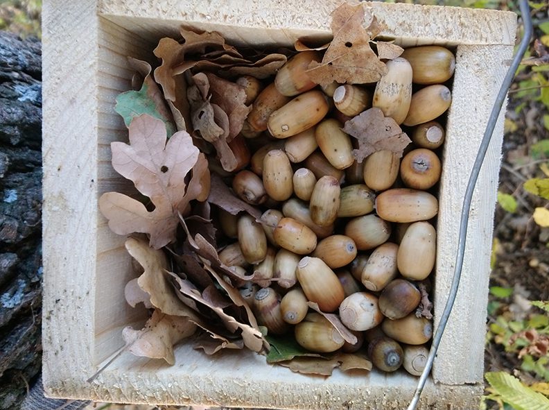 Storage with acorns of Yellow-necked wood mouse (Apodemus flavicollis) (Photo: Nedko Nedyalkov)