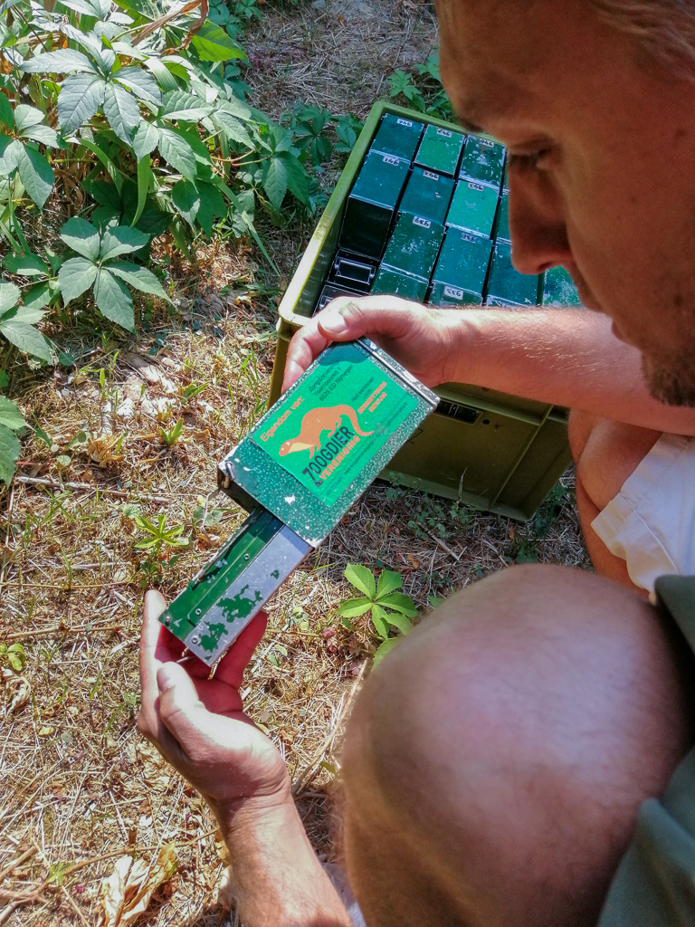 Placing live traps in North-Macedonia (Photo: Dime Melovski)