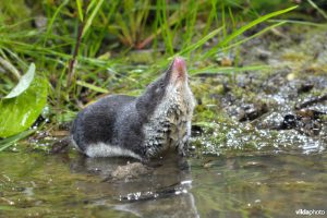 Water shrew (Neomys fodiens) (Photo: Rollin Verlinde / Vilda)