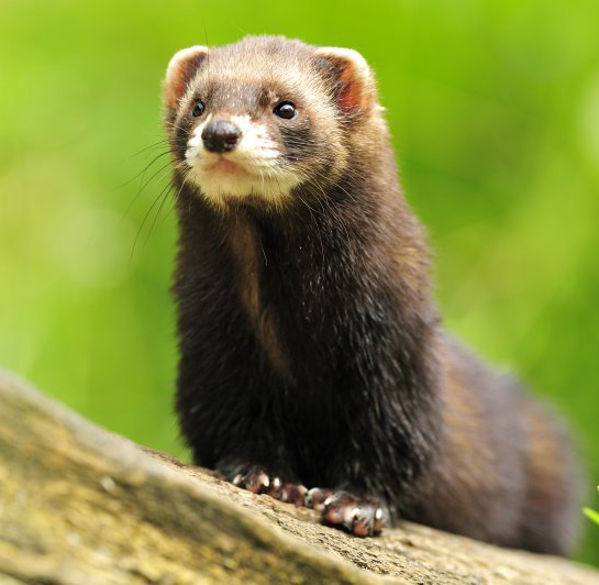 Polecat (Mustela putorius) (Photo: Yves Adams / Vilda)