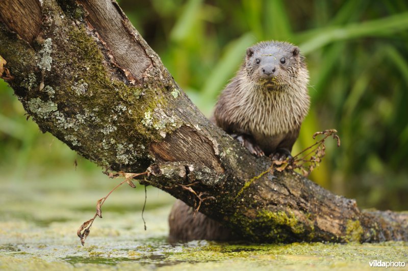 Otter (Lutra lutra) (Photo: Yves Adams / Vilda)