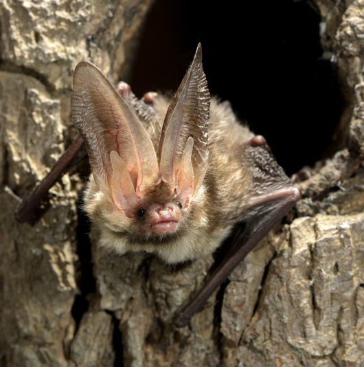 Brown long-eared bat (Plecotus auritus) (Photo: Rollin Verlinde / Vilda)