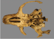 Myomimus roachi skull (Photo: Nikolaos Kiamos)