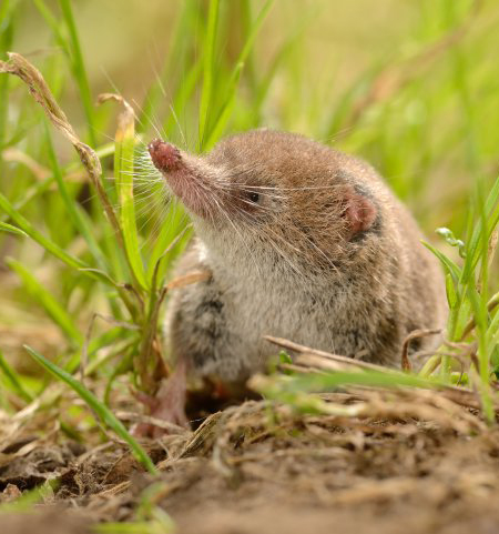 Eurasian pygmy shrew (Sorex minutus) (Photo: Rollin Verlinde / Vilda)