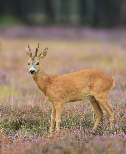 European roe deer (Capreolus capreolus) (Photo: Yves Adams / Vilda)