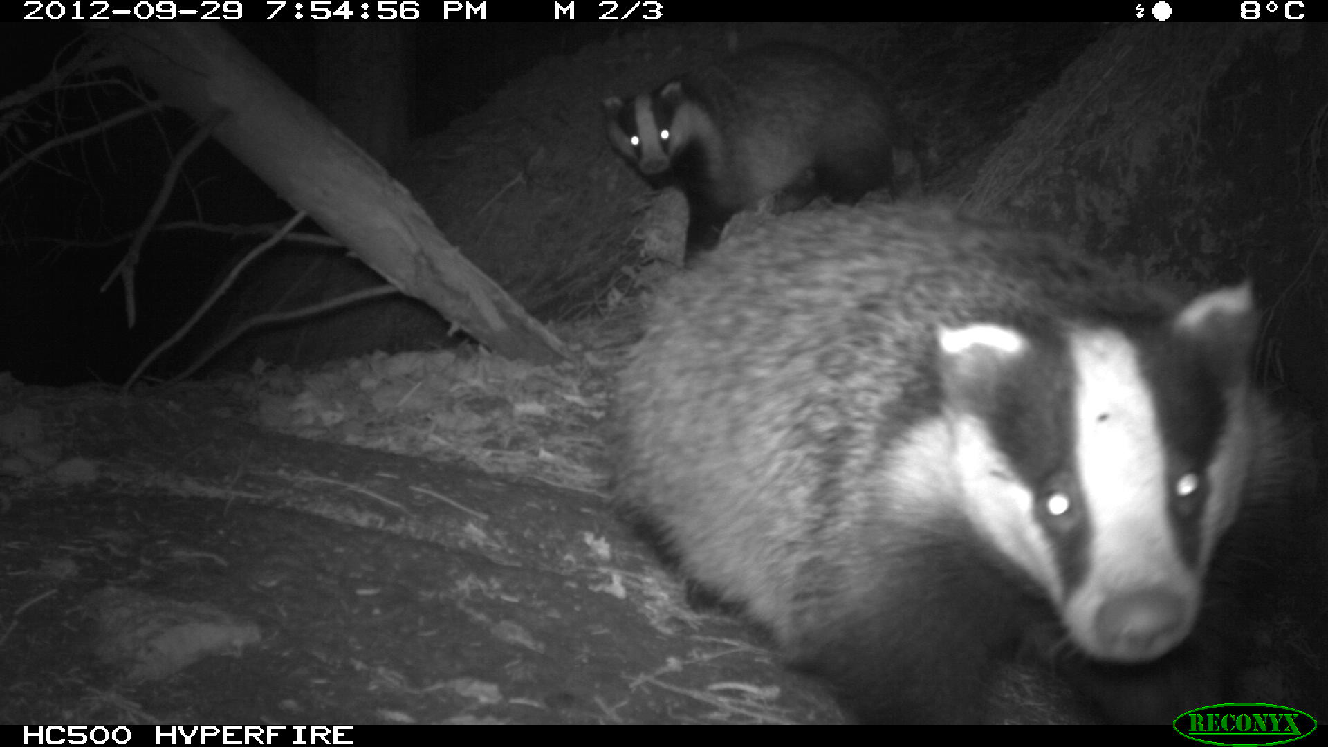 Badgers (Meles meles)