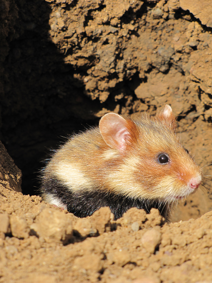 European hamster (Cricetus cricetus) (Photo: Mathilde Tissier / IPHC – LIFE Alister)