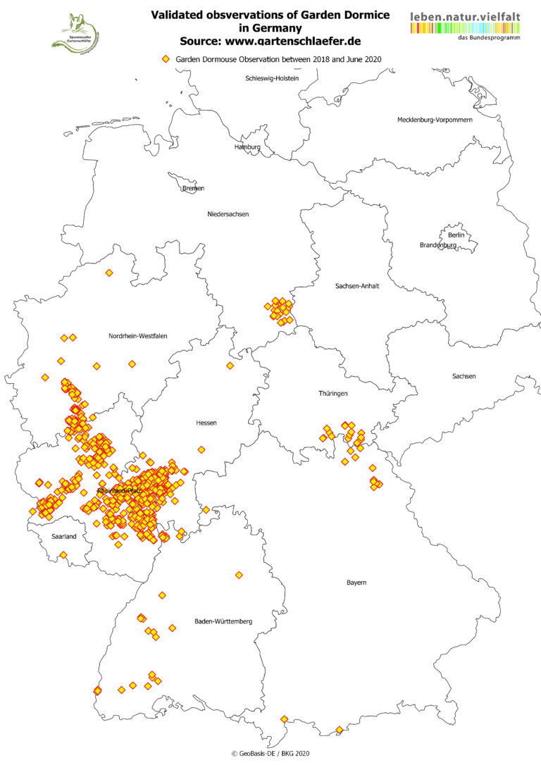 In search of the Garden dormouse in Germany – Discover the mammals of ...