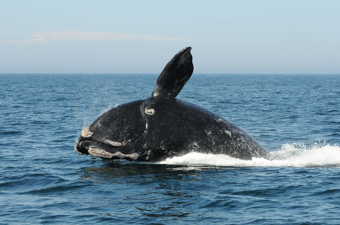 North Artlantic Right Whale (Eubalaena glacialis) (Photo: Marianna Hagbloom / Anderson Cabot Center, New England Aquarium, Collected under Canadian SARA permit)