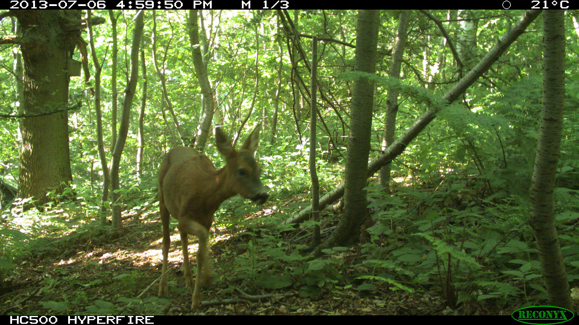 Roe deer (Capreolus capreolus)