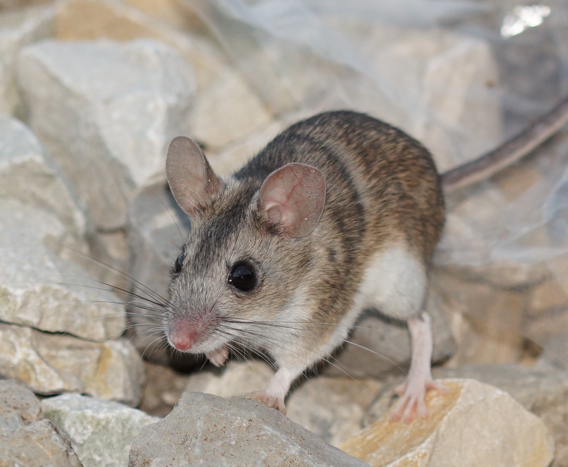 Western broad-toothed field mouse (Apodemus epimelas) (Photo: Nedko Nedyalkov)
