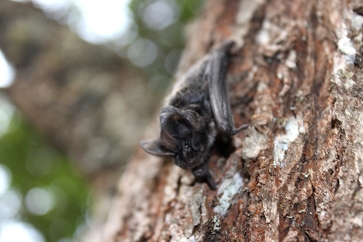 Barbastelle bat (Barbastella barbastellus) (Photo: Wildlife Montenegro)