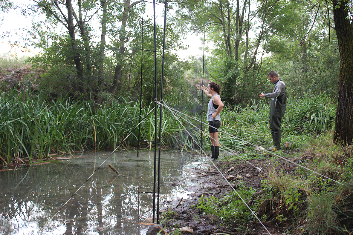 Mistnetting with Belma Šestović and Stefan Ralevic (Photo: Wildlife Montenegro)