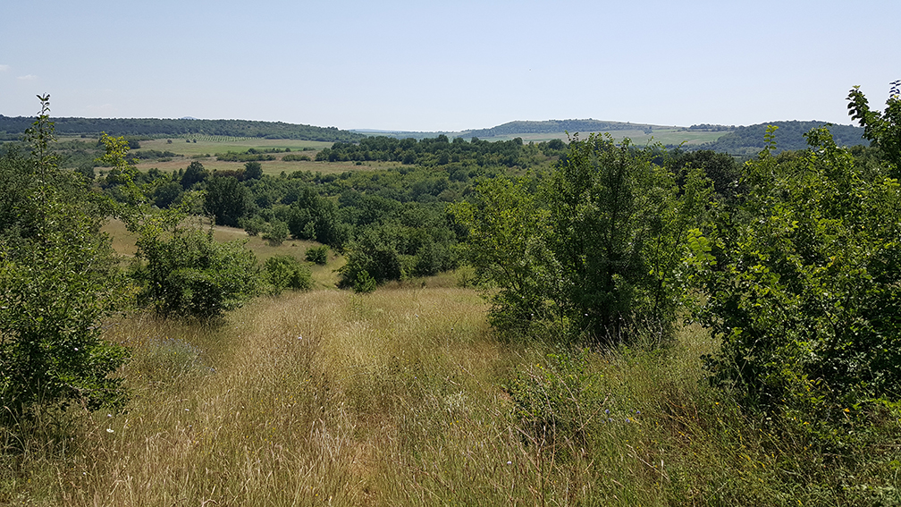 Habitat of Roach's Mouse-tailed dormouse (Myomimus roachi) (Photo: Dennis Wansink)