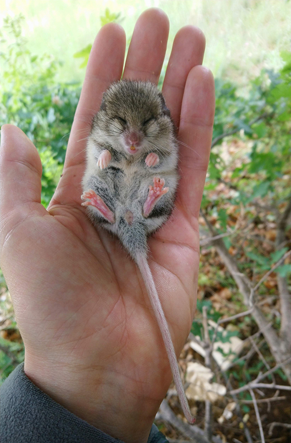 Roach's Mouse-tailed dormouse (Myomimus roachi) in torpor (Photo: Nedko Nedyalkov)