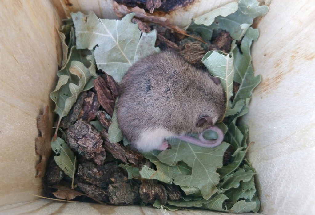 Roach's Mouse-tailed dormouse (Myomimus roachi) in torpor (Photo: Nedko Nedyalkov)