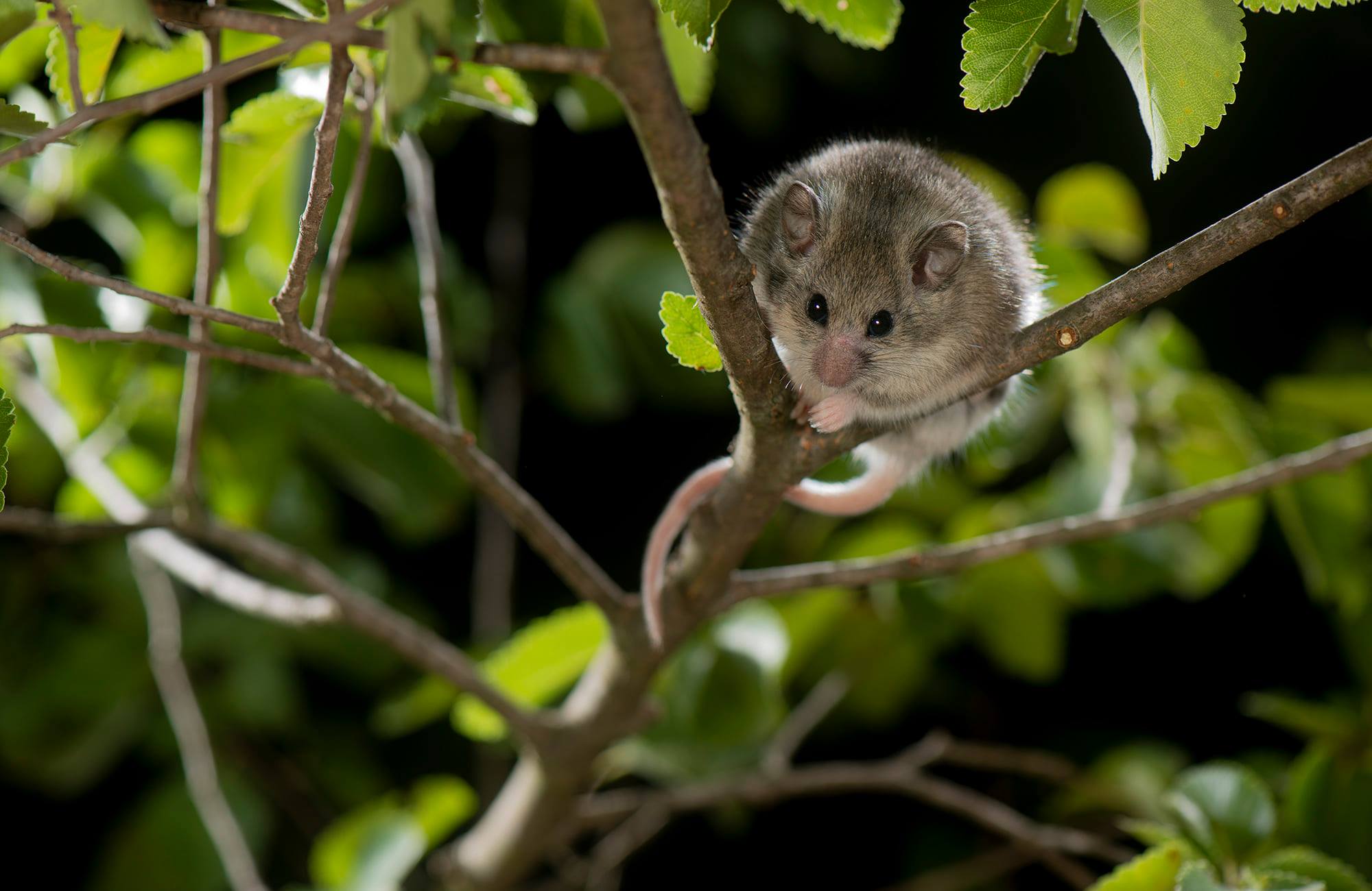 Grant for Mouse-tailed dormouse project – Discover the mammals of Europe