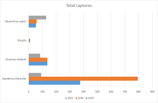 Number of individuals captured per species 2019-2021