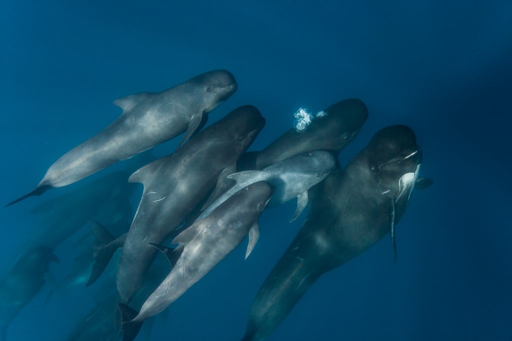 Pilot whale (Globicephala melas) (Photo: Andrew Sutton)