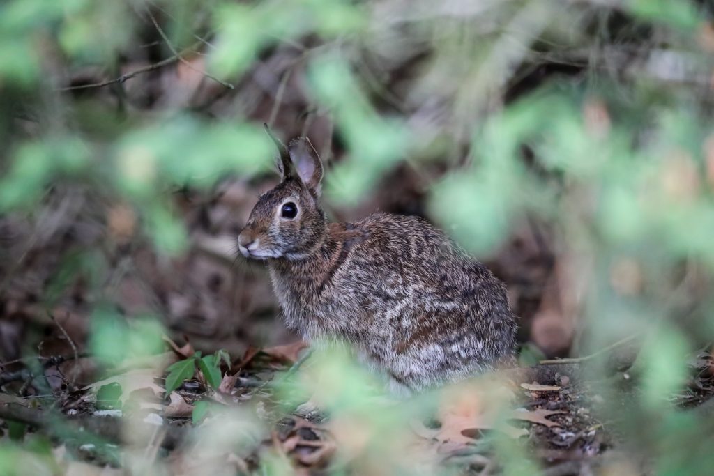 Rabbit (Oryctolagus cuniculus) (Photo: Sarah Bliss / Unsplash)