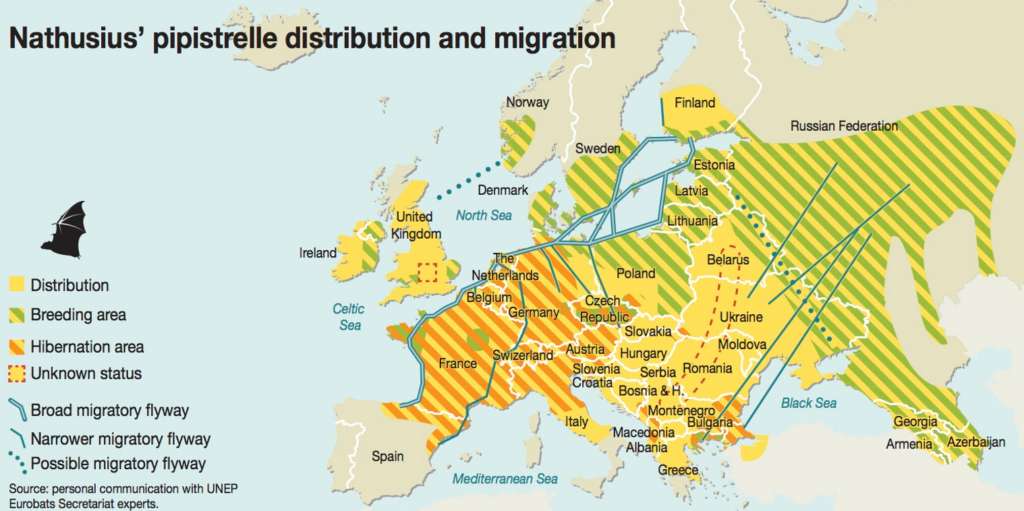 Migration routes of nathusius'pipistrelle in Europe