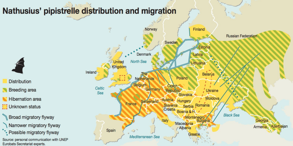 Bat migration routes in Europe – Discover the mammals of Europe