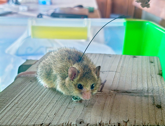 Roach's Mouse-tailed dormouse (Myomimus roachi) radio tagged (Photo: Nedko Nedyalkov)