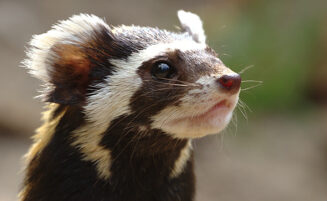 Is the marbled polecat in North Macedonia?