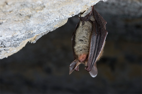 Bat in marl quarry Belgium (Photo: Natuurpunt)