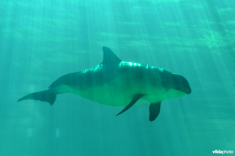 Porpoise (Phocoena phocoena) (Photo: Yves Adams / Vilda)