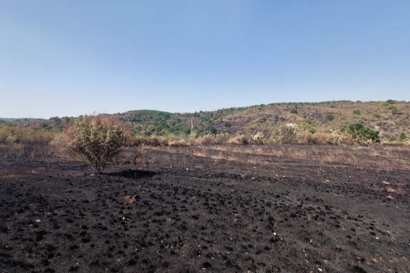 Bushfire damage Svilengrad (Photo: Nedko Nedyalkov)