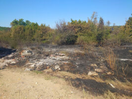 Bushfire damage Svilengrad_2 (Photo: Nedko Nedyalkov)