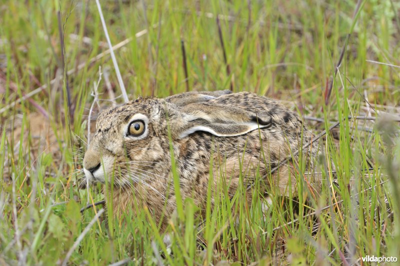 Iberian hare (Lepus granatensis) (Photo: Rollin Verlinde / Vilda)